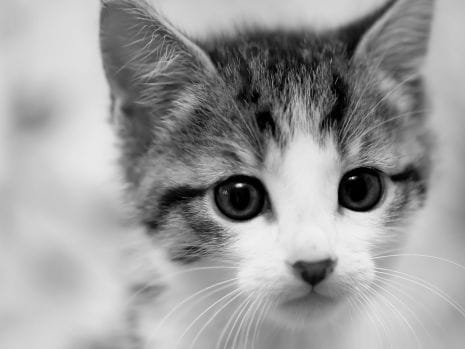 coment convaincre ses parent d avoir animal