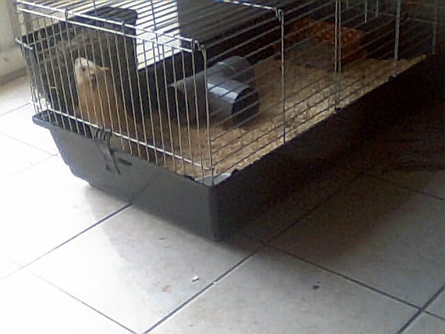 Nouvelle cage pour Noisette !!! :D
