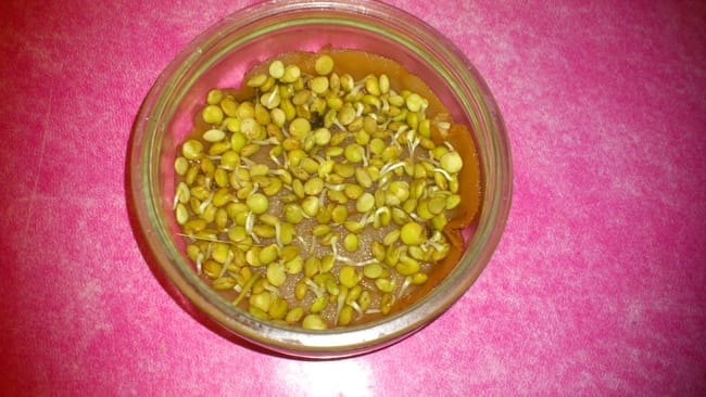 Pousse de lentilles ?