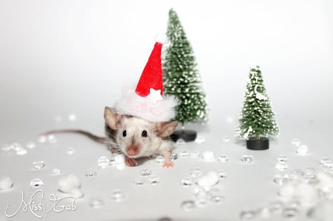 Vote concours : Noel et vos animaux ! 