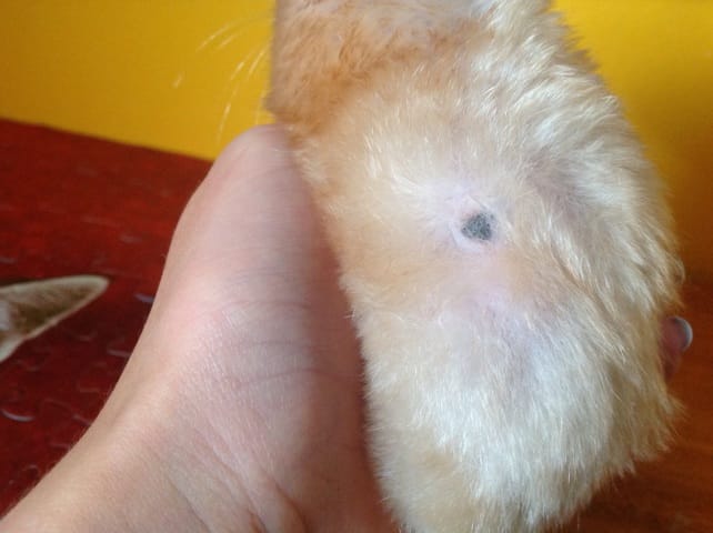 Mon hamste à t-il des gales ou dès grain de beauté ?????