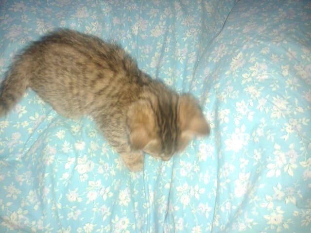 prénom pour ma minette