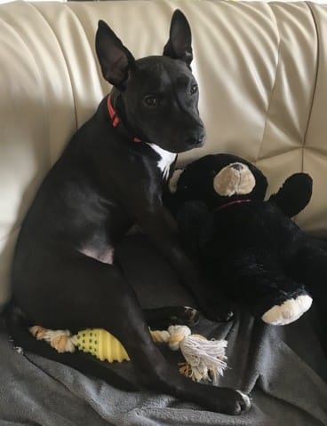 Amstaff ou Pitbull ?