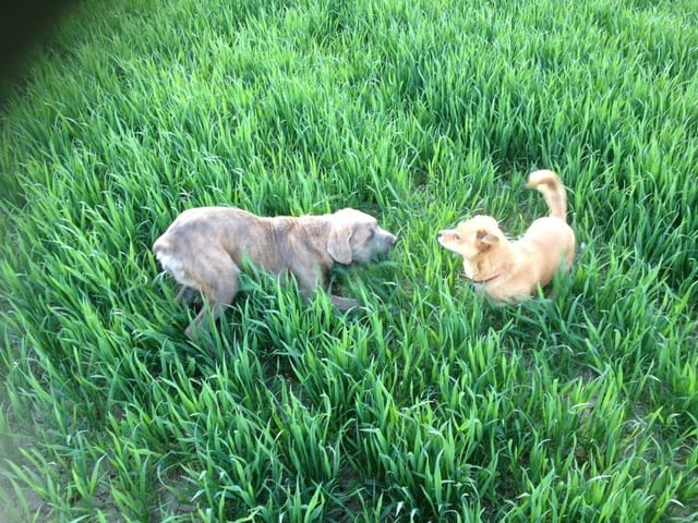 Comment faire pour que mon chien arrete d'aboyer ?