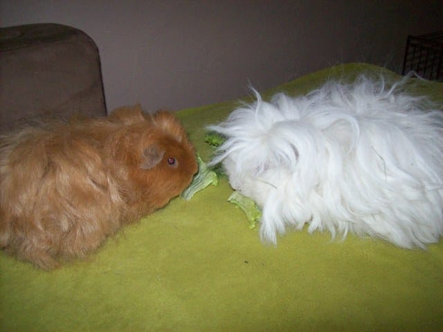 Garde de rongeurs en Juillet ?