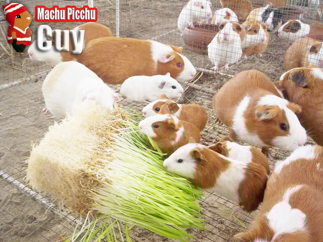 Est-ce que quelqu'un a un cochon d'inde "Cuy" ou en a déjà eu un ?