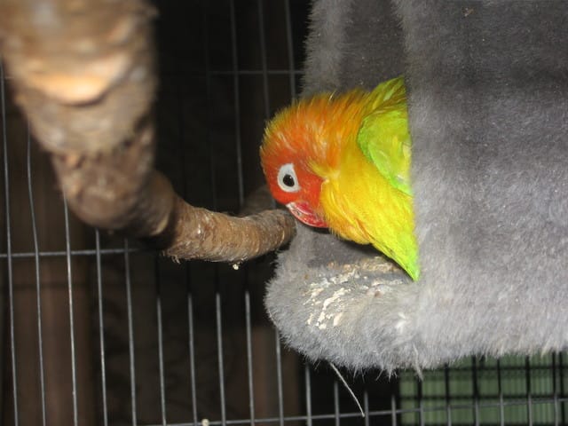 Je vous vous présente Quiqui!