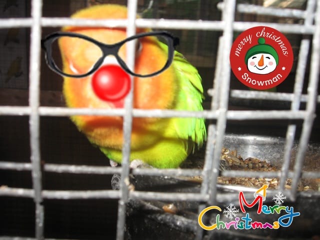 Le noël de mes perroquets! 