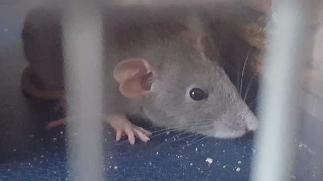 ratte malade ?