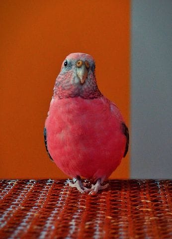 Comment lui faire comprendre les interdits ?