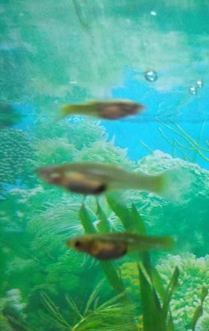 Guppys enceintes ?