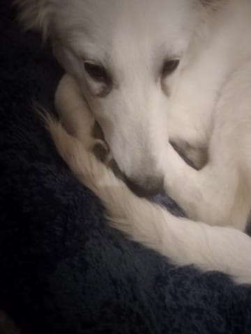Yeux qui coulent malgré le traitement BBS chiot