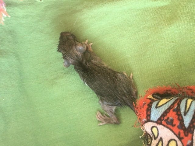 Bébé souris - Besoin d’aide !