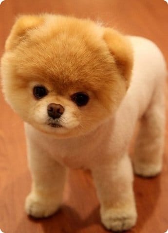 Chien Spitz nain