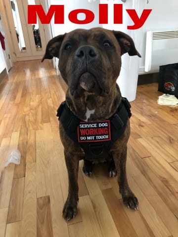 Montrez moi vos amstaff