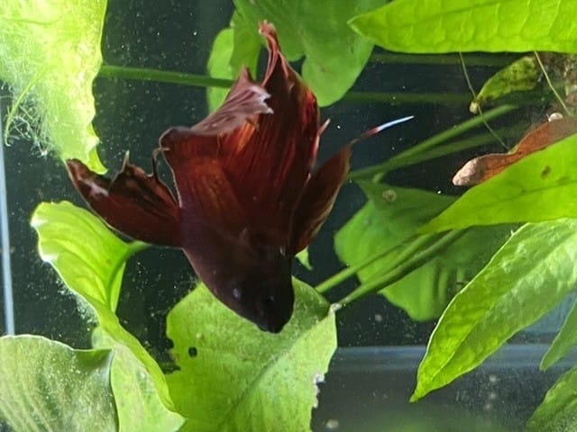 Boule blanche combattant