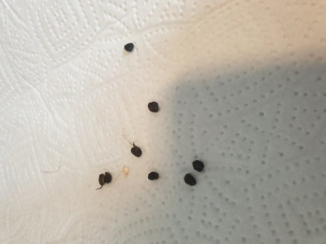 Identifier les excréments de mon lapin