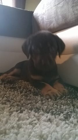 Je ne c'est pas le croisement de mon chien