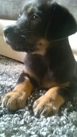 Je ne connait pas le croisement de ma chienne