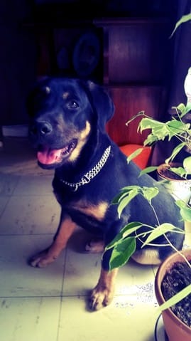 Quel es la race de mon chien