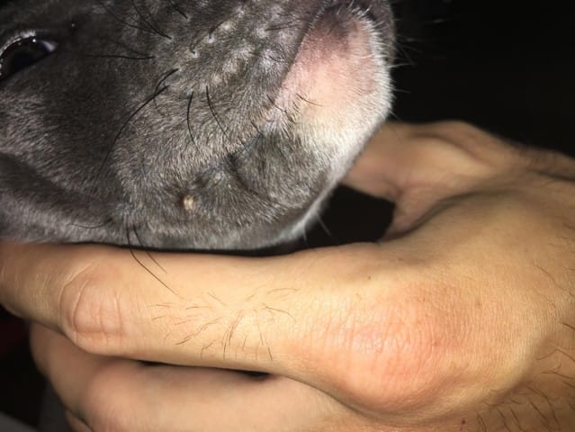 Wit bultje bij de mondhoek