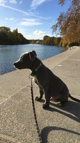 Conseils promenade sans laisse chiot