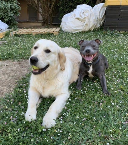 Chien mâle méfiant envers les autres mâles