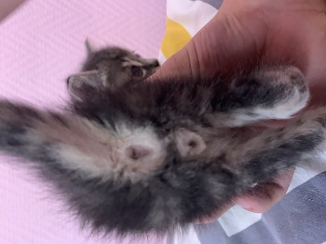 Quel est le Sexe Du chaton