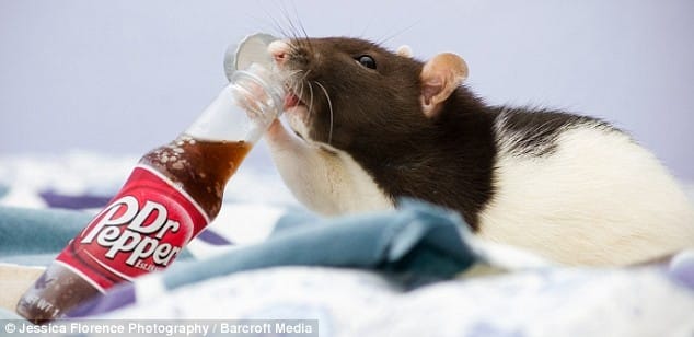 Donner moi votre avis Svp .