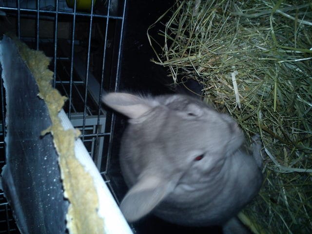 De quelle mutation est issu mon chinchilla ?