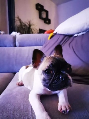 Yeux rouges bébé bouledogue