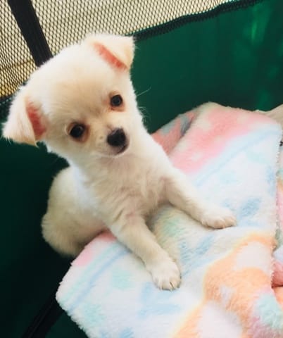 Que pensez vous de mon chiot