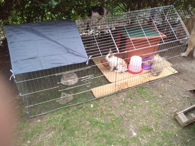 Comment Nettoyer l enclos extérieur de mes lapins