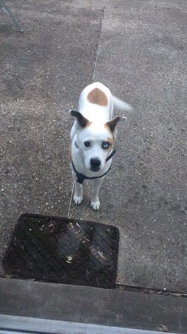 Deviner race croisé