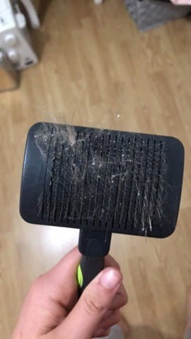 Problème Chat qui a des croûtes/pellicules