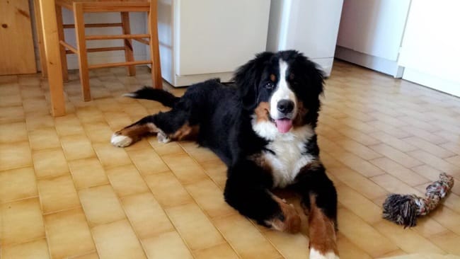 Demangeason bouvier bernois