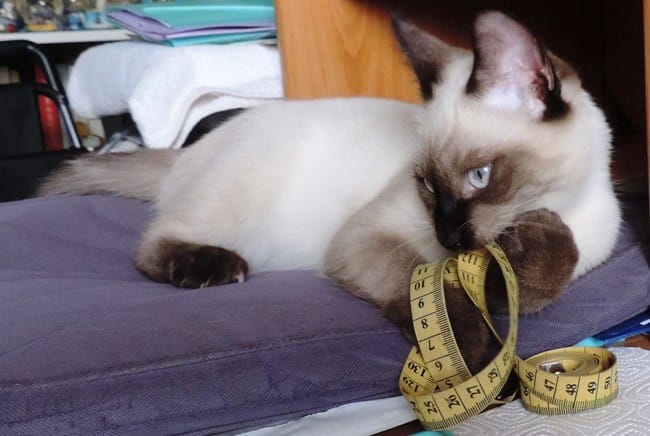 Difficultés pour nourir mon chaton