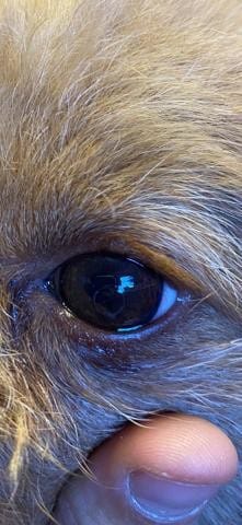 Mon chien à une sorte d'anneau blanc sur l'oeil