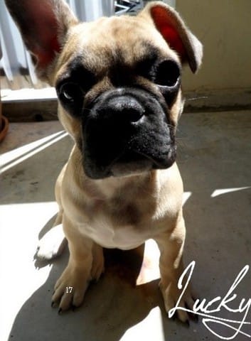 Mon chiot bouledogue français, Lucky :)