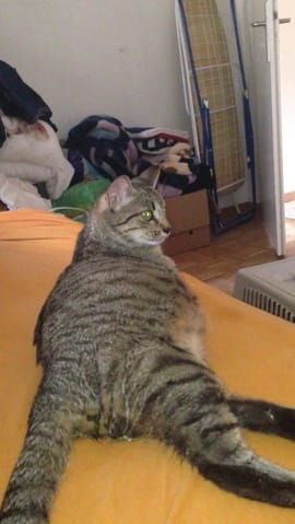 Quelques nouvelles (mise bas qui approche)