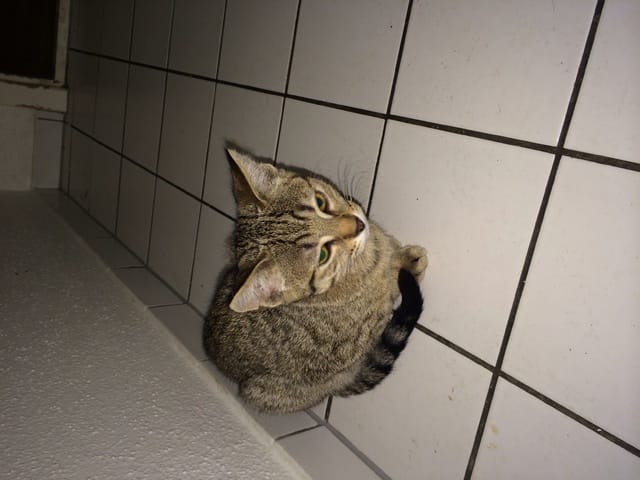 Quelques nouvelles de la portée 