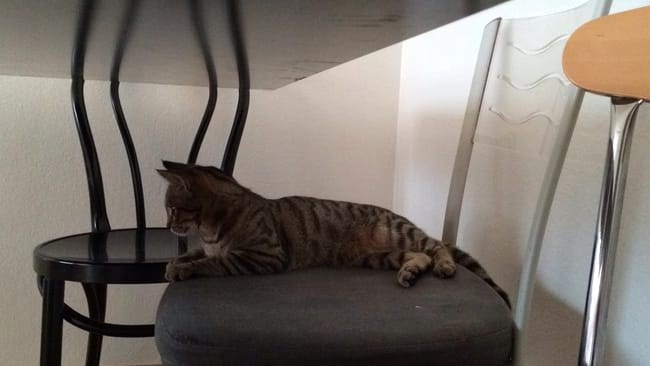 Chatons deviennent grands