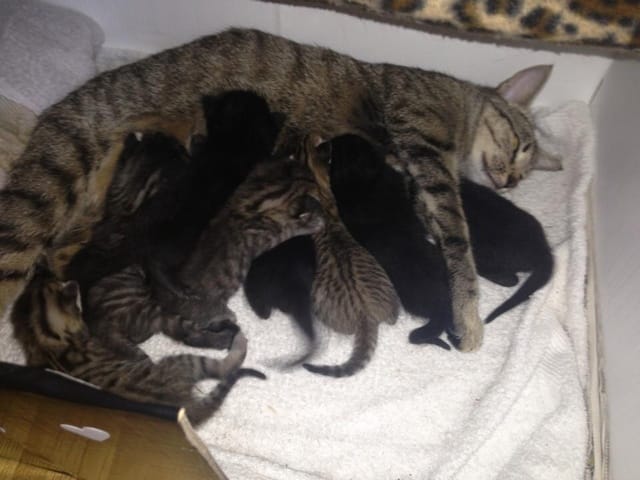 Chatons devenus grands !!!