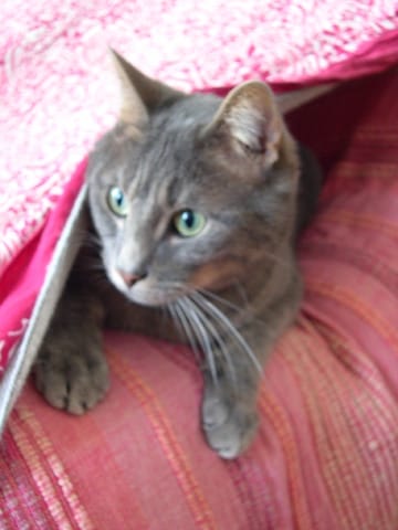 Mon chat Anaka a disparu...