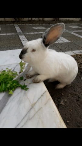 Je peux retrouver ma lapine perdue????