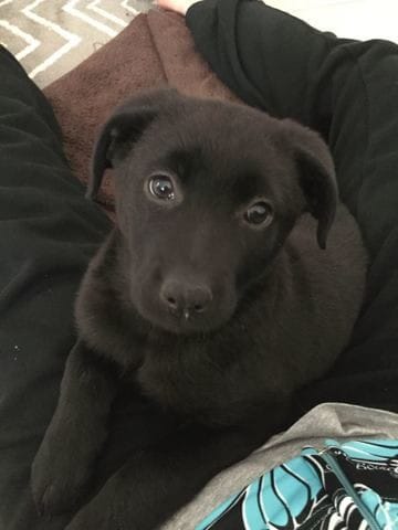 Aide pour soigner Noukie