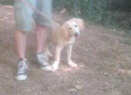 la respiration tres rapide chez un chiot de 4 mois