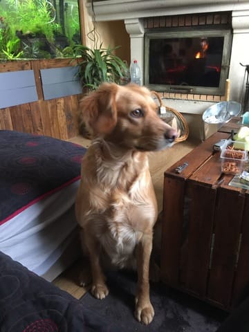 saillie beauceron (mâle) et croiser labrador épagneul (femelle)