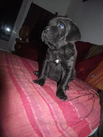 Vols de chien !