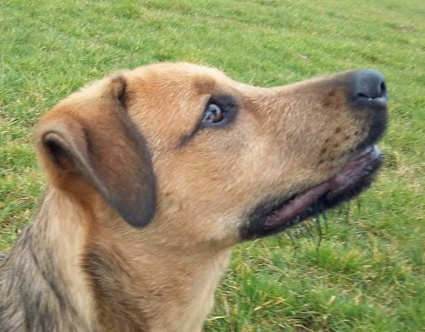 Quelle sont les croissements de mon chien berger *?